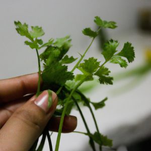 Person holding cilantro in kitchen